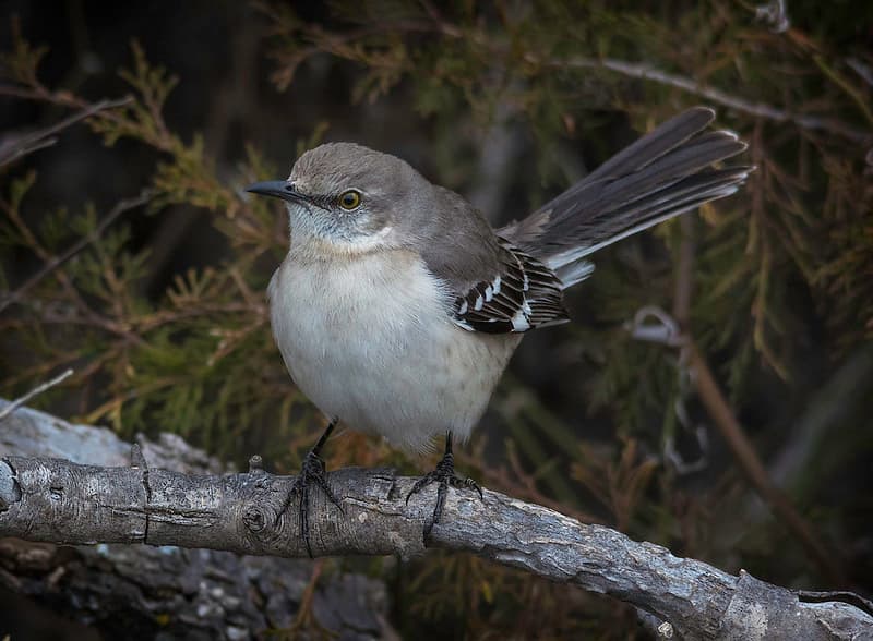 Birds - Northern Mockingbird by Jesus Moreno