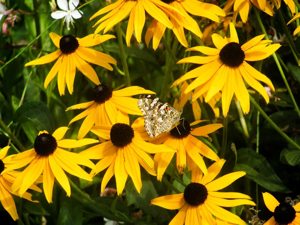 Butterfly on Yellow Sunflowers