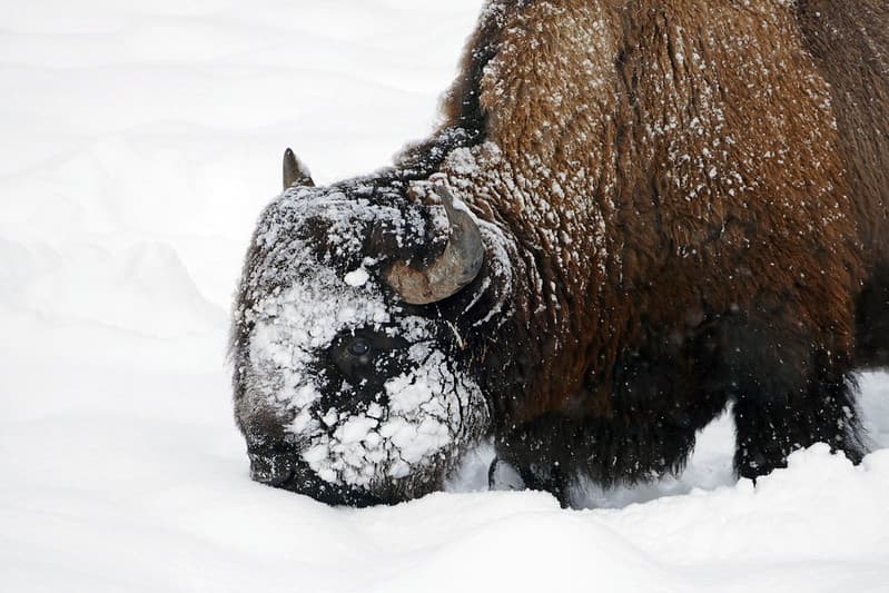 Bison using his head to plow snow