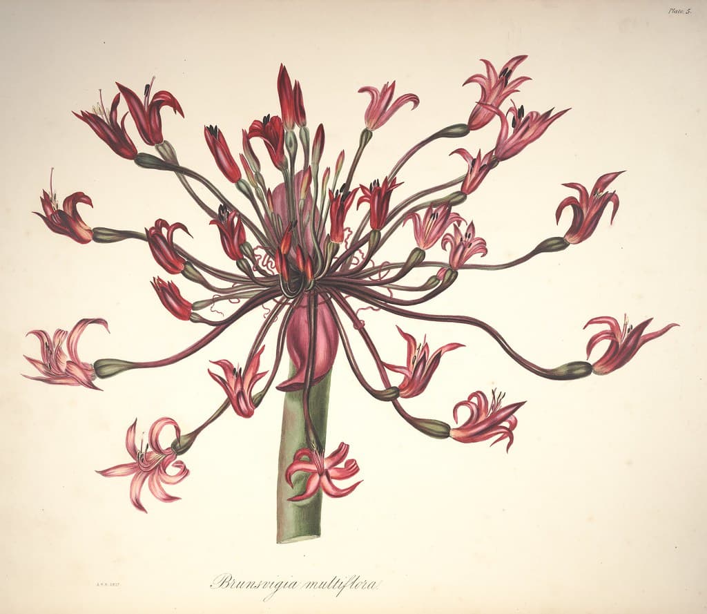Candelabra flower. Native to South Africa.