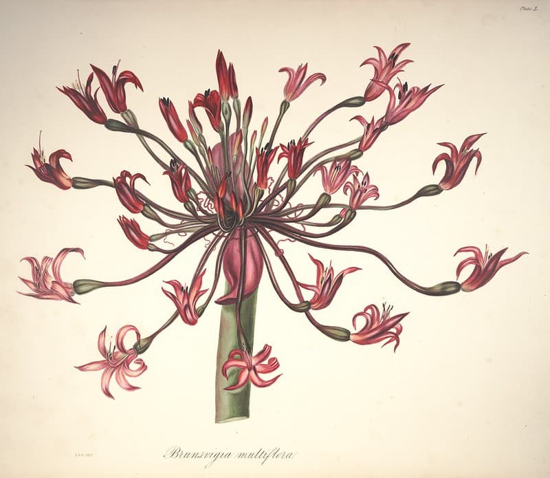 Candelabra flower. Native to South Africa.