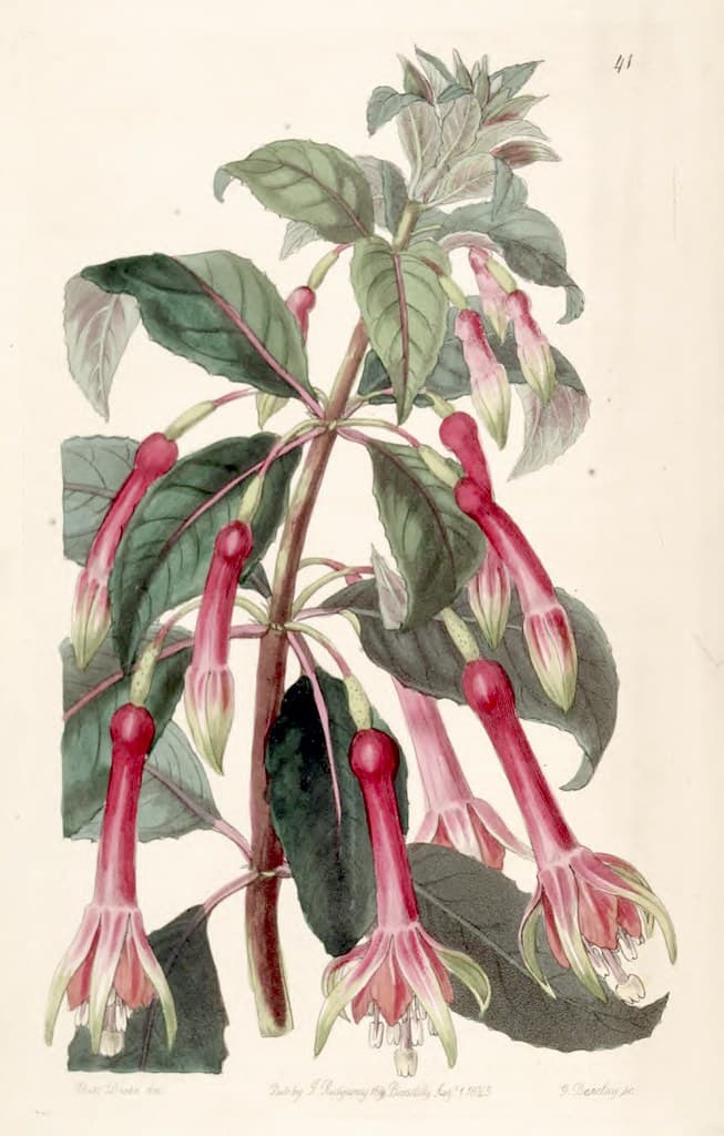 Thcentury, botanical, botany
