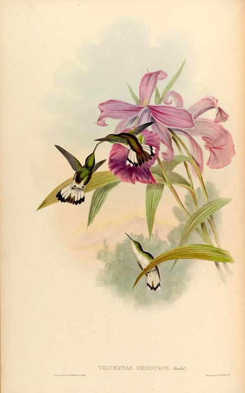 Thcentury, attractshummingbirds, botanical