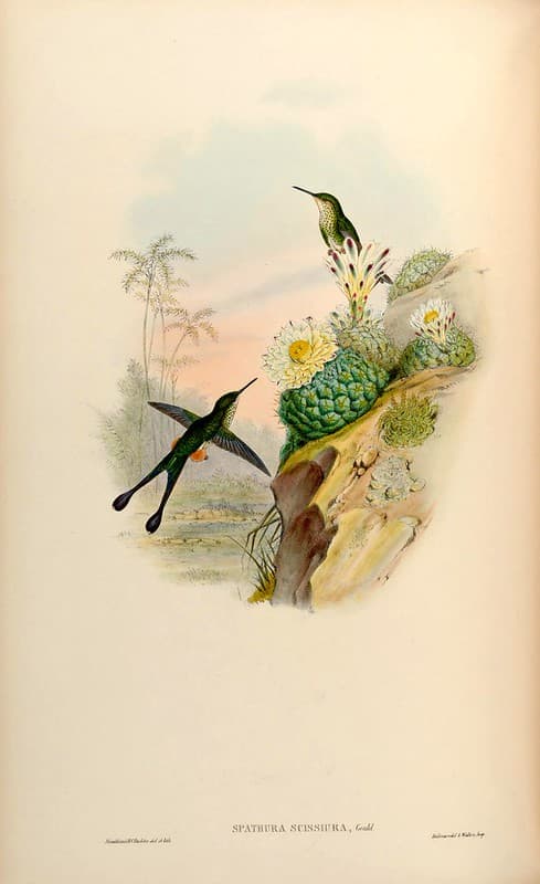 Thcentury, attractshummingbirds, botanical