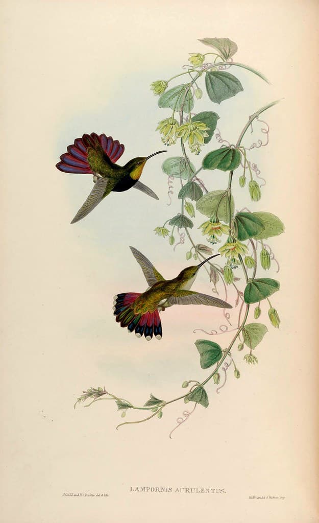 Thcentury, attractshummingbirds, botanical
