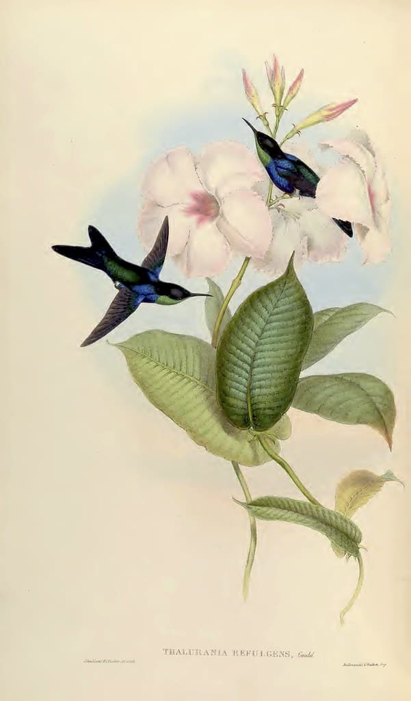 Thcentury, attractshummingbirds, botanical
