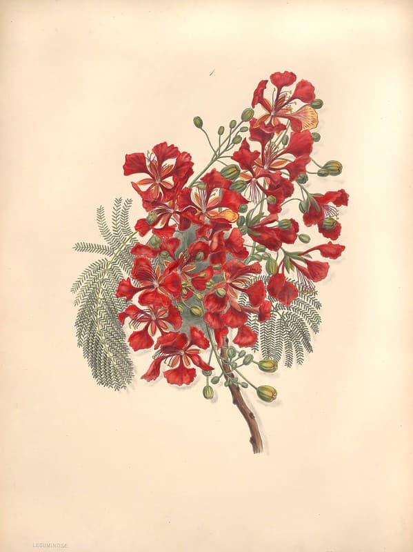Thcentury, botanical, botany