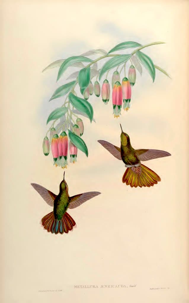 Thcentury, attractshummingbirds, botanical