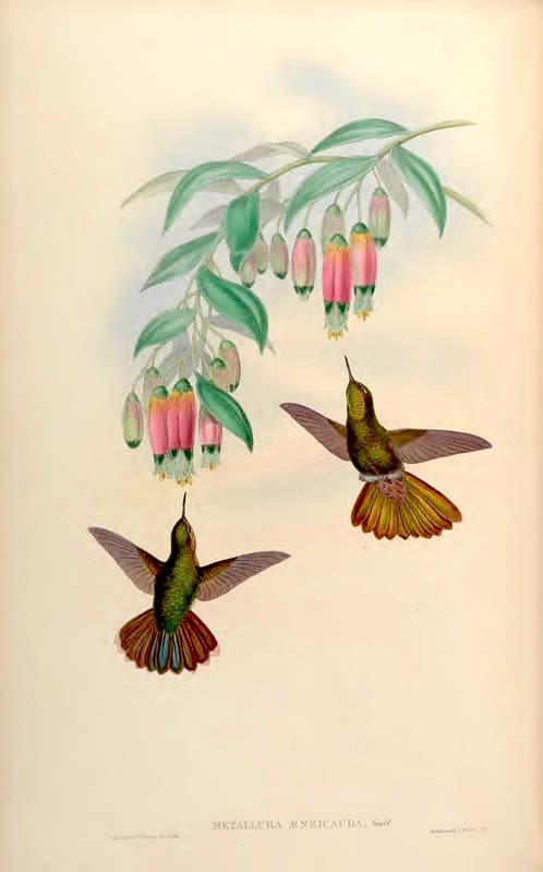 Thcentury, attractshummingbirds, botanical