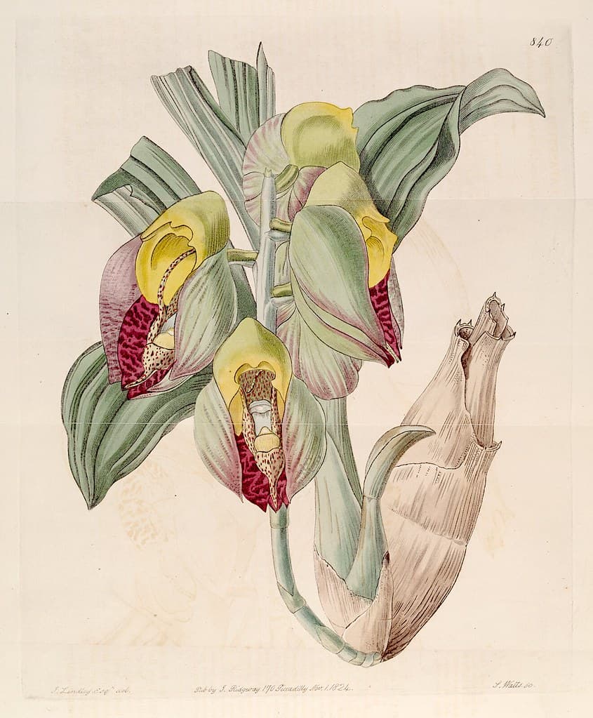 Thcentury, attribution, botanical
