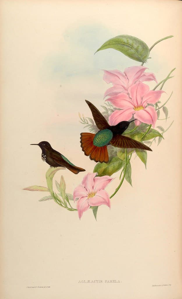 Thcentury, attractshummingbirds, botanical