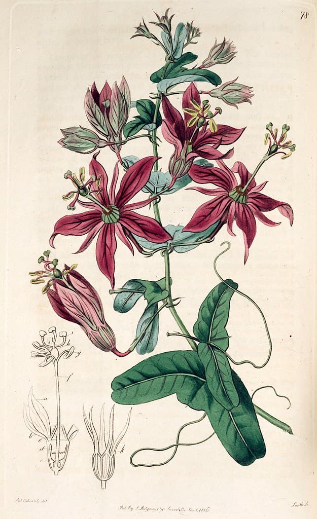 Thcentury, botanical, botany