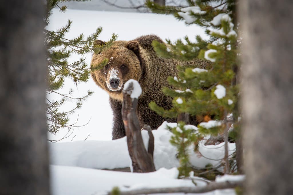 Grizzly bear near Canyon