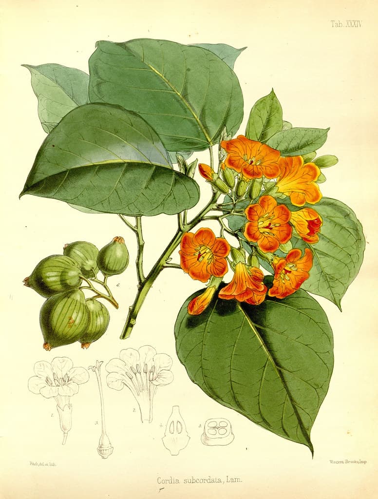 Thcentury, art, botanical
