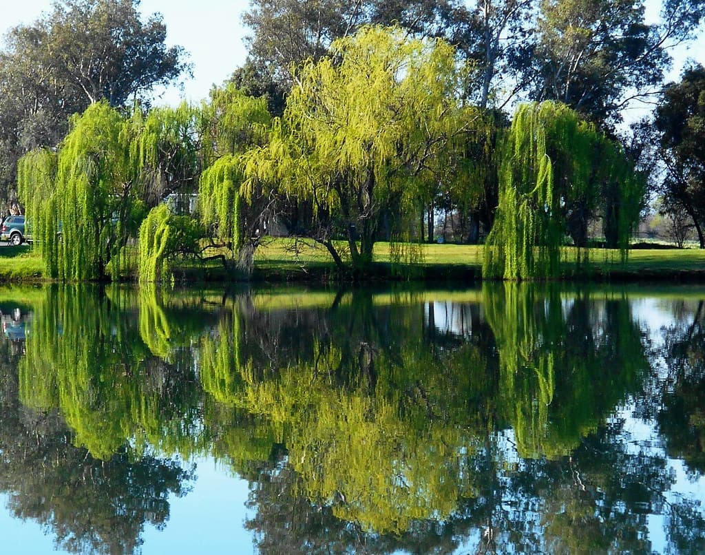 Weeping Willow Tree