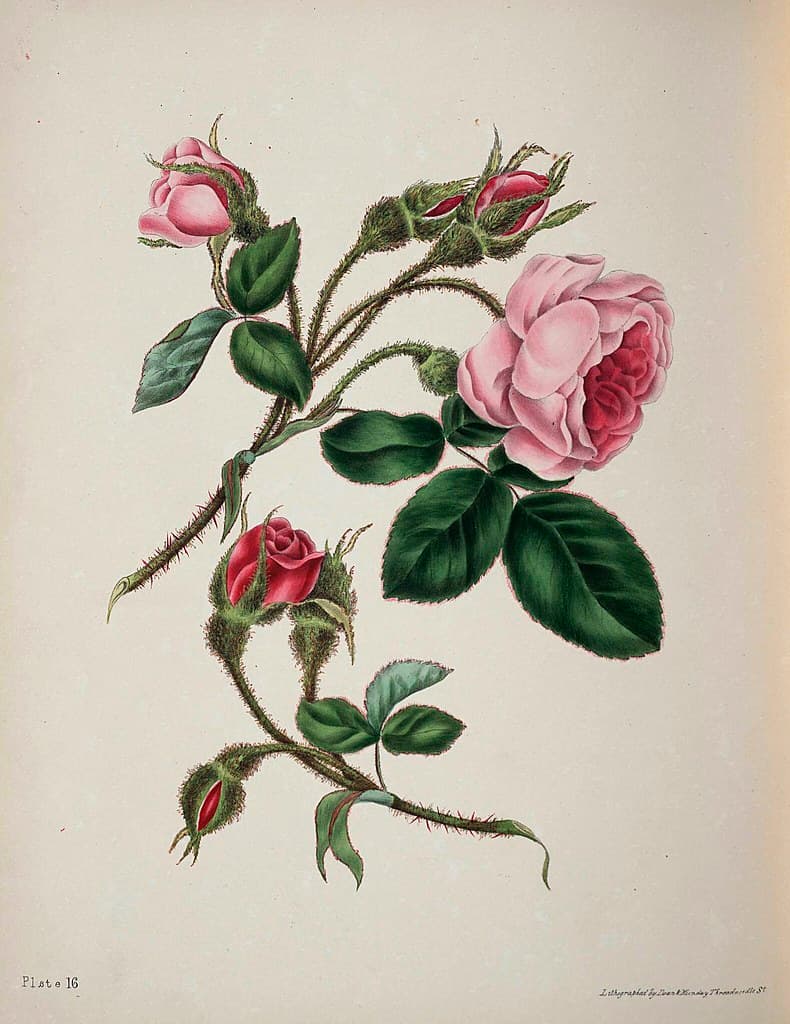 Moss Rose (1839)