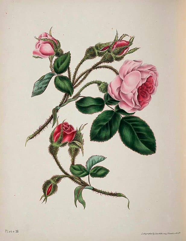 Moss Rose (1839)