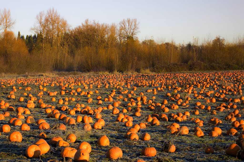 Winter field with pumpkins