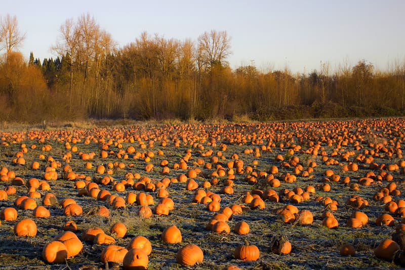 Winter field with pumpkins