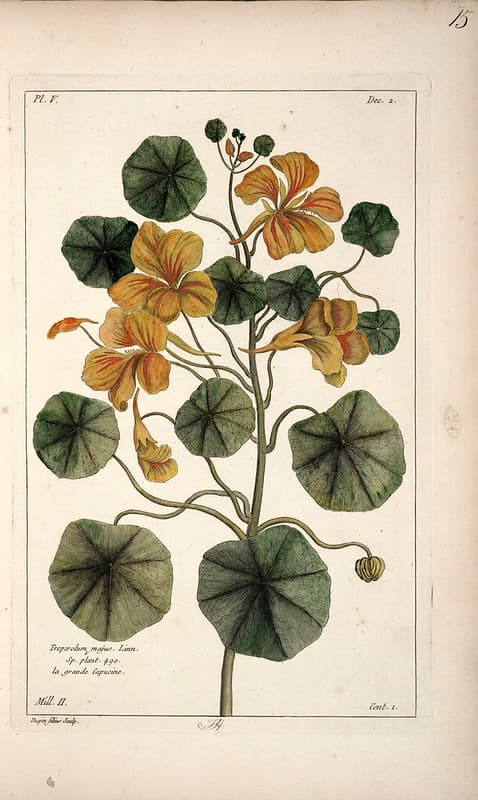 La grande capucine, climbing nasturtium (1775 - 1778)