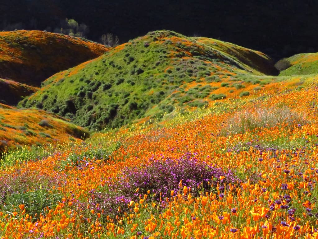 Wildflowers at Walker Canyon in CA