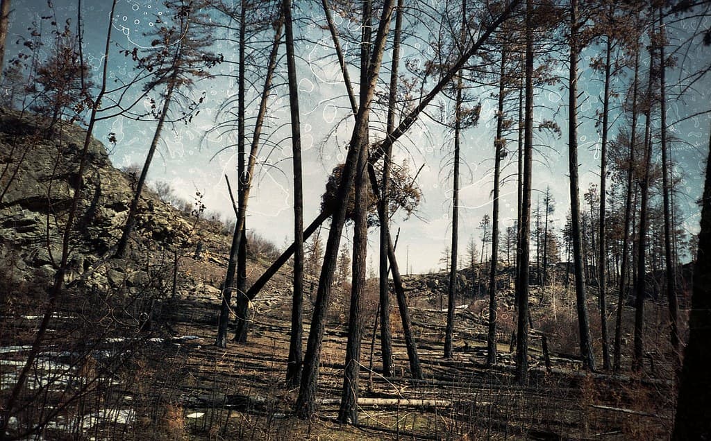 Forest