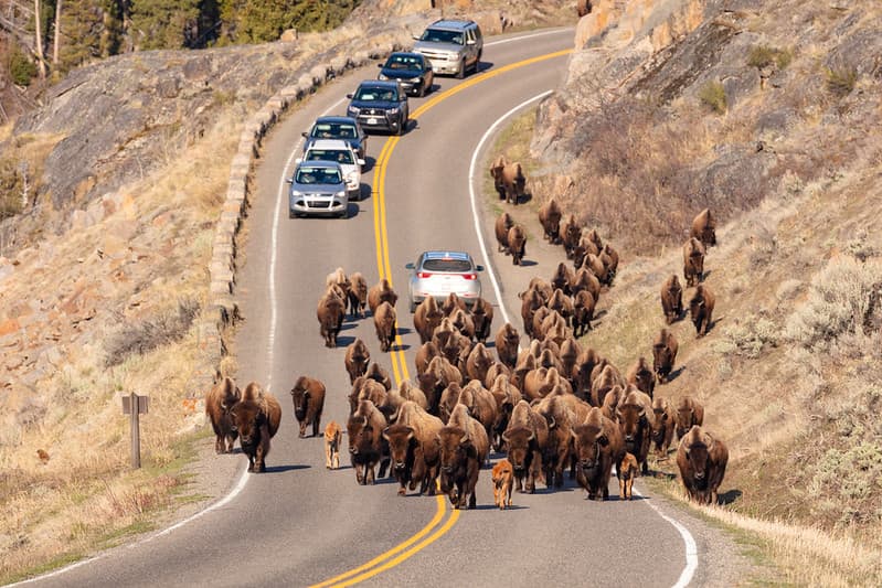Bison, lamarvalley, reddog