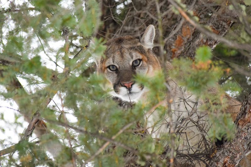 Male cougar in a tree