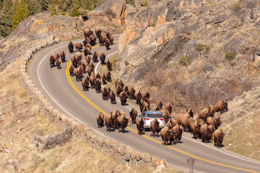 Bison, lamarvalley, reddog