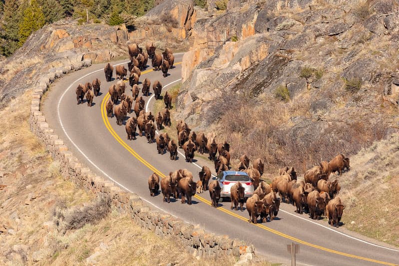 Bison, lamarvalley, reddog