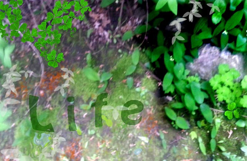The life graffiti in Nature