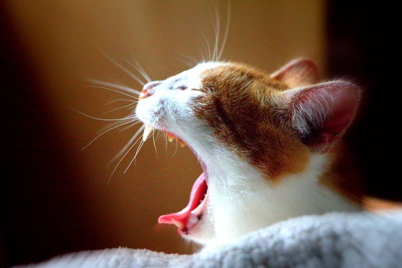 WoOaW Cat by iezalel williams IMG 3195 - Canon EOS 700D