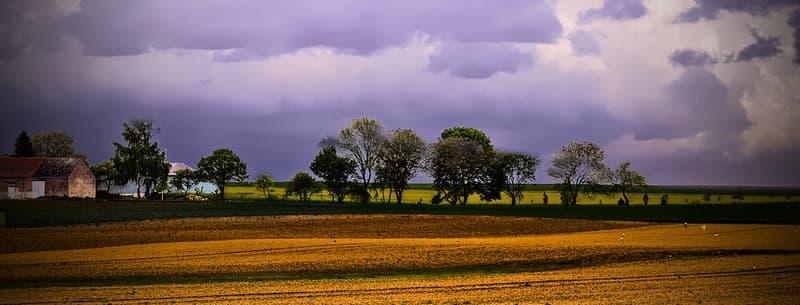 Barns and trees