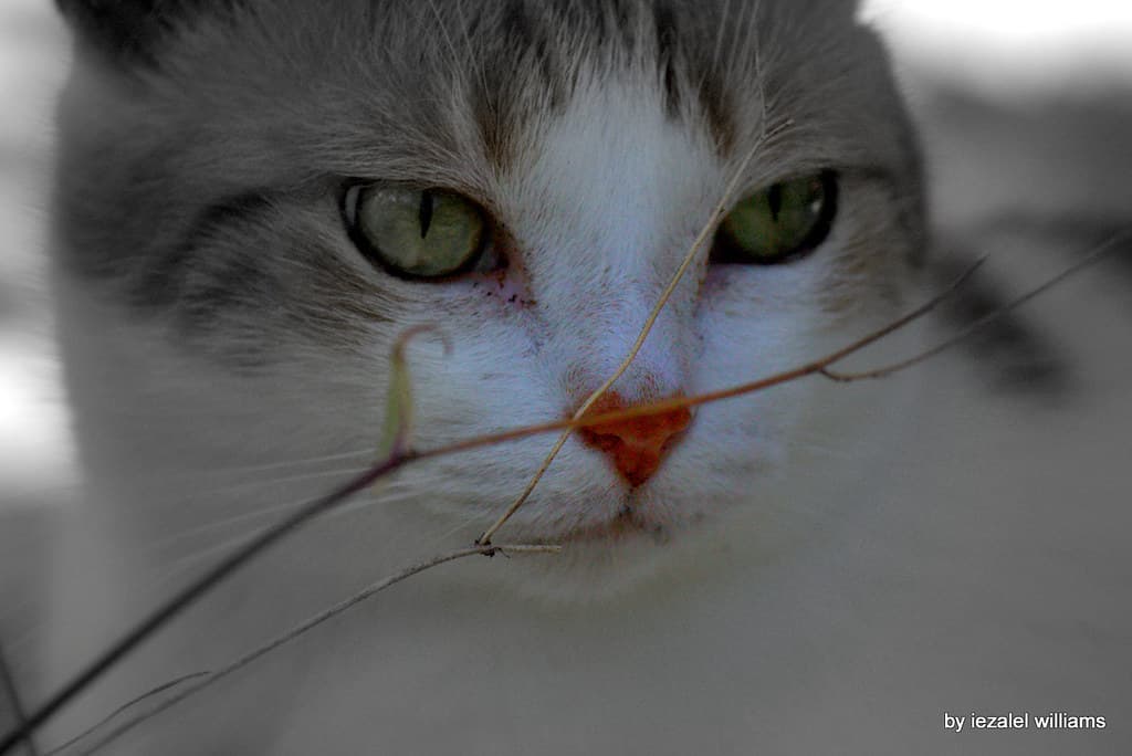 Cat's eyes and nose by iezalel williams IMG 1175-001