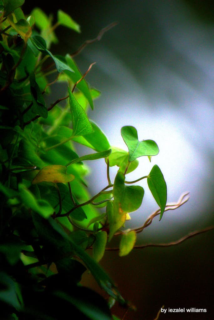 Towards the Light by iezalel williams IMG 1533-003