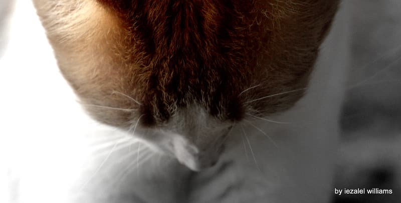 Bowing cat by iezalel williams - IMG 1758-003 - Canon EOS 700D