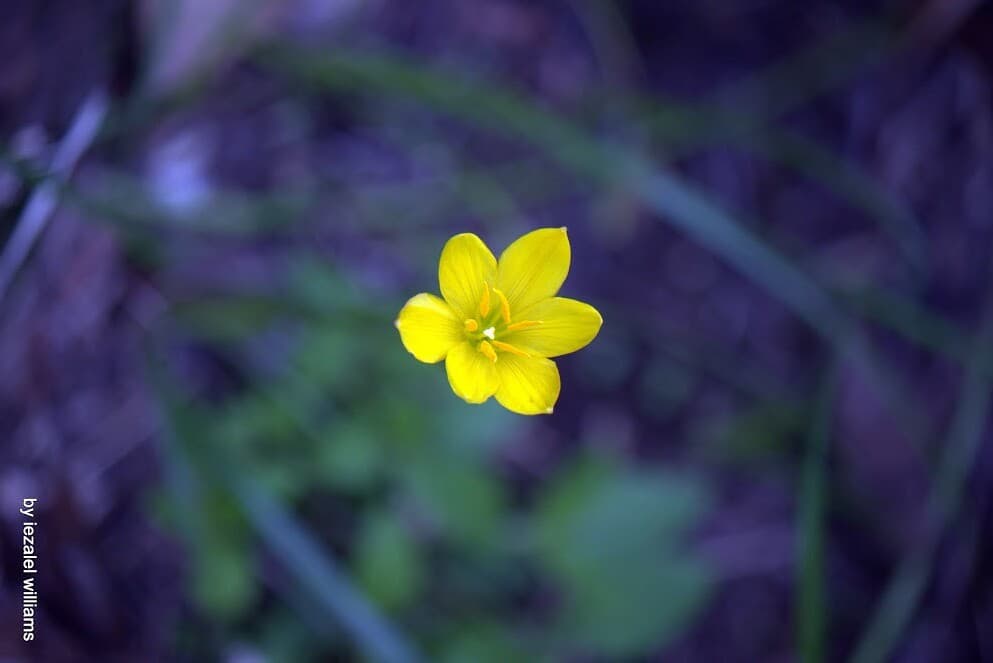 Wild flower by iezalel williams
