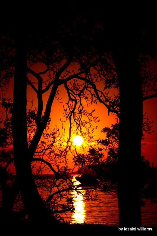 Sunset in between trees by iezalel williams - IMG 8195
