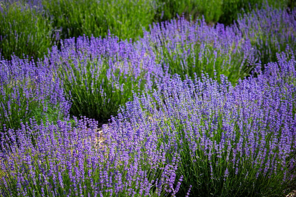 Cascade Lavender Farm, near Madras, in June, Oregon