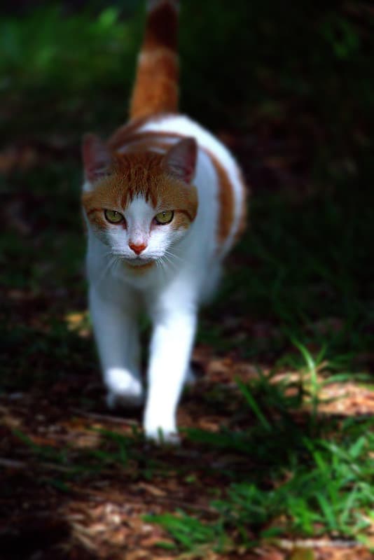 Walking cat by iezalel williams IMG 1652-001 - Canon EOS 700D