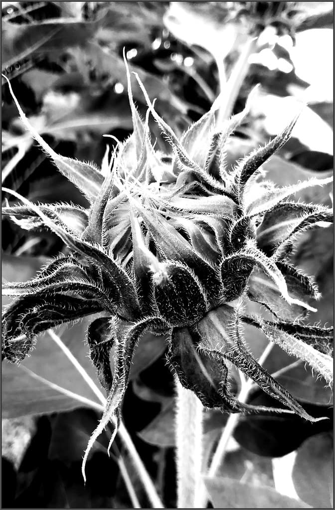 Sunflower bud