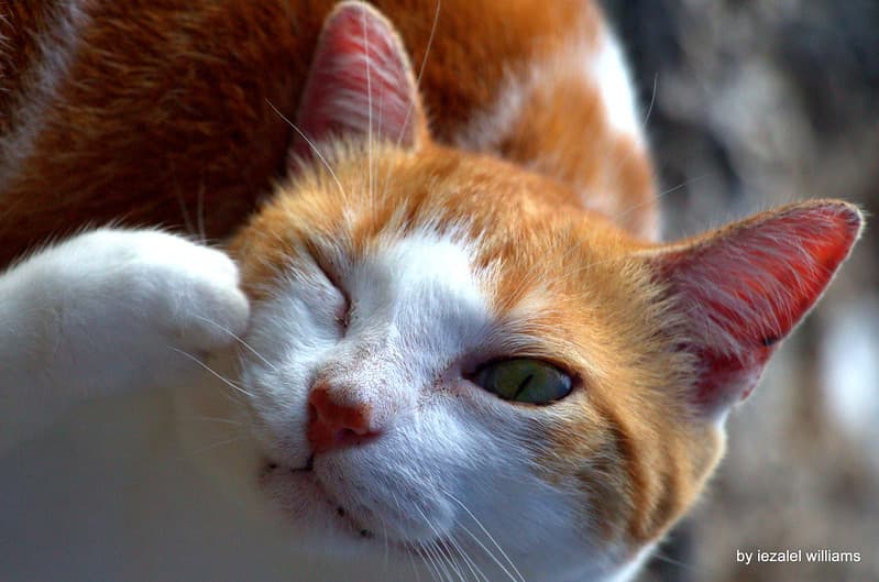 Animal, beautiful, canoneosd