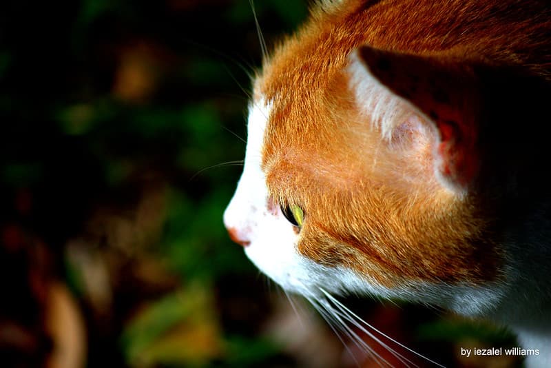Cat by iezalel williams IMG 1642 - Canon EOS 700D