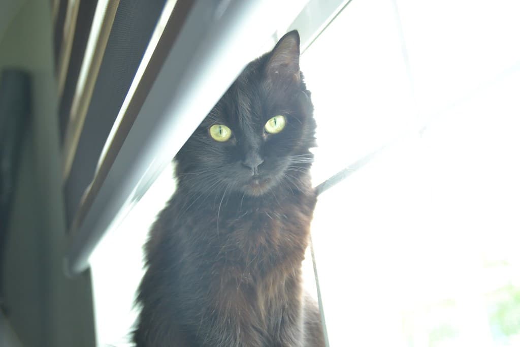 Black, cat, cute