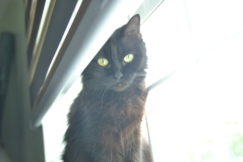 Black, cat, cute