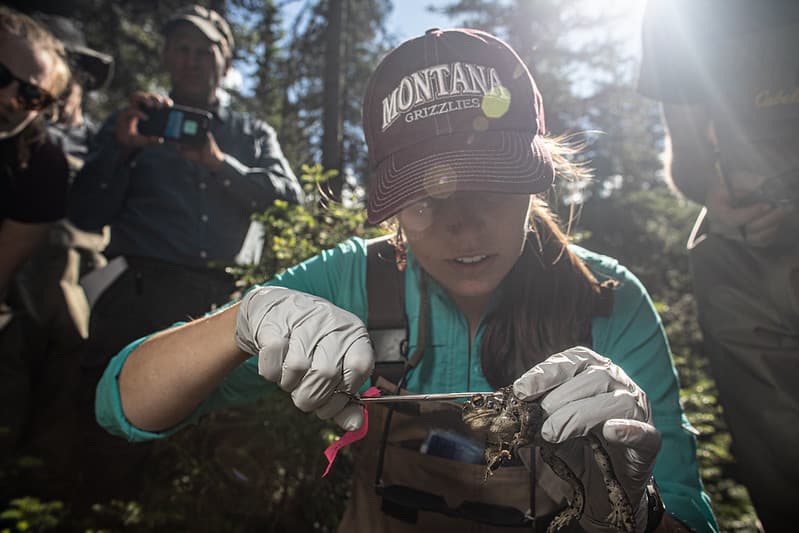 A researcher injects a microchip in a western toad.