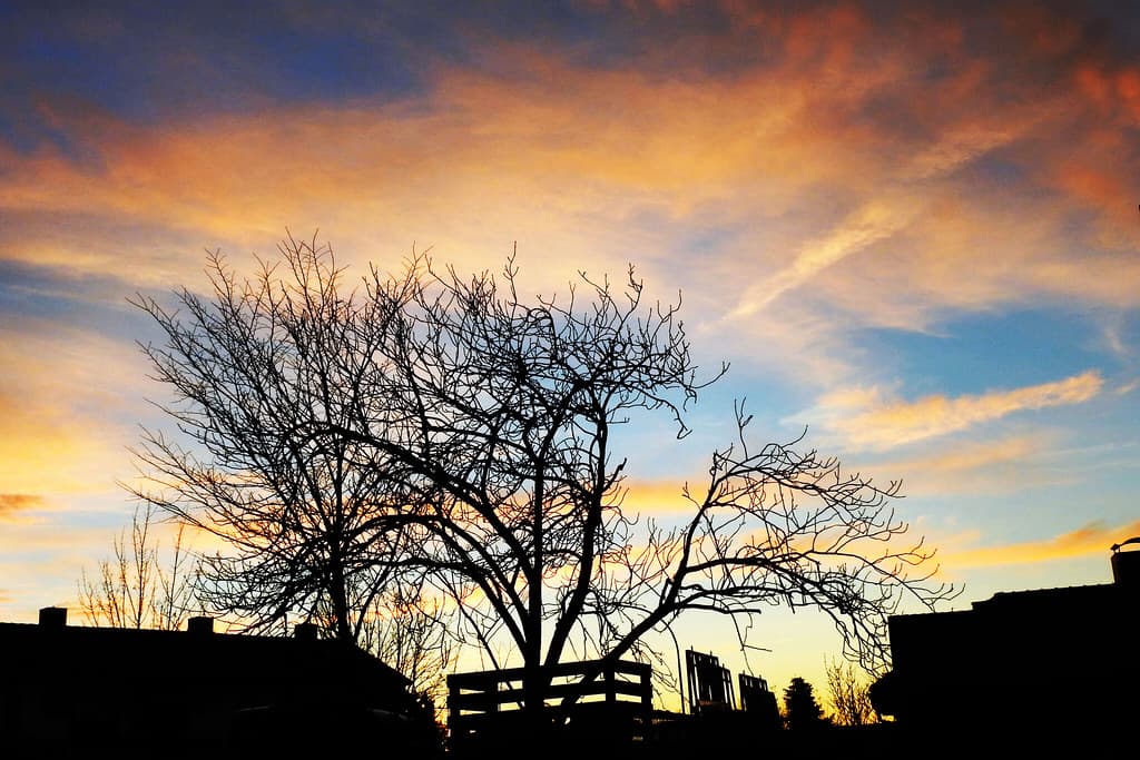 Dooryard tree