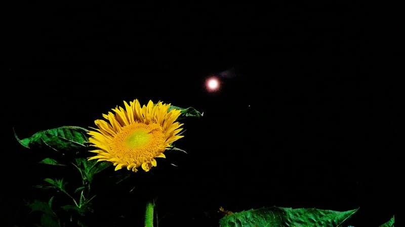 August 10, 2019 sunflower and moon