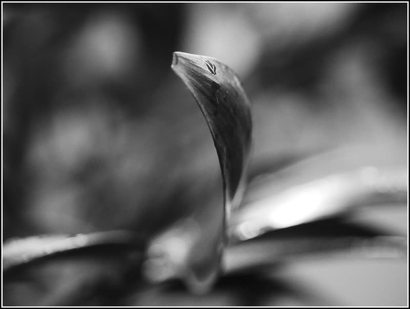 Leaf abstract