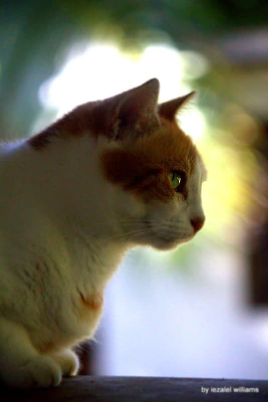 Cat's profile by iezalel williams IMG 4939-003